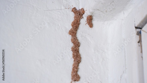 Termites on the walls of the house. photo