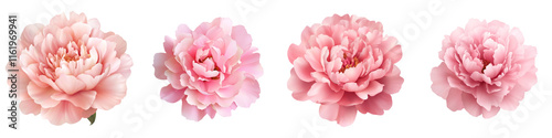 Lush peony flowers in soft pink hues, showcasing elegance and beauty