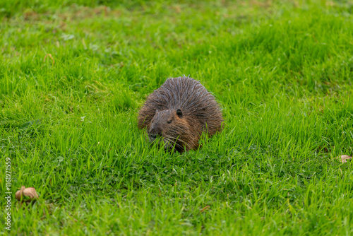 The nutria (Myocastor coypus) in the grass on the lake shore