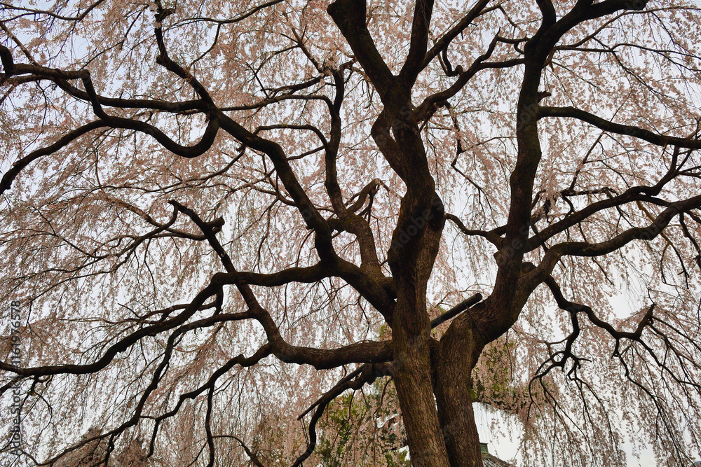 京都 本満寺の枝垂れ桜(枝垂桜)(日本京都府京都市) Kyoto - Weeping cherry blossoms (shidazakura) at Honmanji Temple (Kyoto City, Kyoto Prefecture, Japan) 京都 本満寺の枝垂れ桜(枝垂桜)(日本京都府京都市) Kyoto - Weeping cherry blossoms (shidazakura) at Honmanji Temple (Kyoto City, Kyoto Prefecture, Japan)