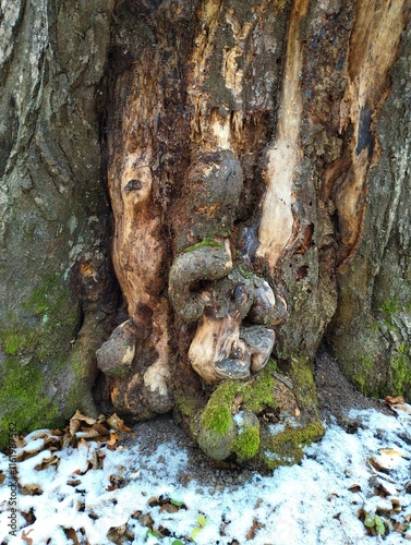Vertical photo of a hornbeam trunk with an unusual texture and unevenness on the surface of the bark. Natural forest backgrounds made of wood.