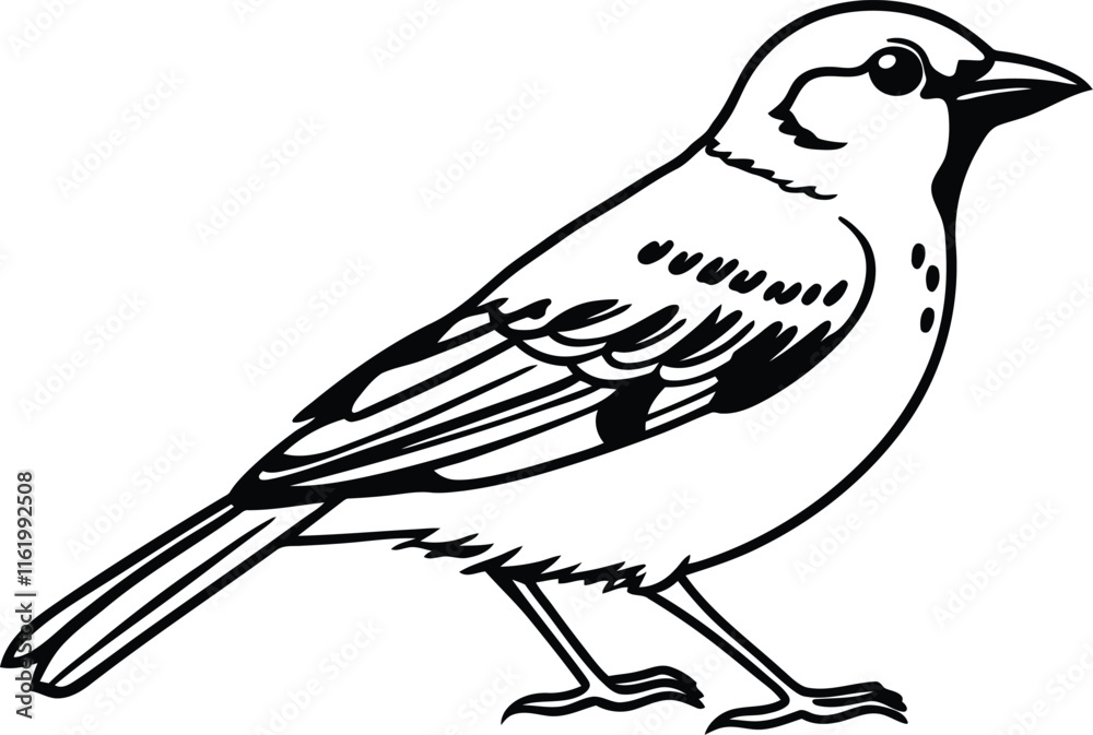 Fototapeta premium Birds vector art, Cute Birds silhouette vector illustration, Birds line art vector