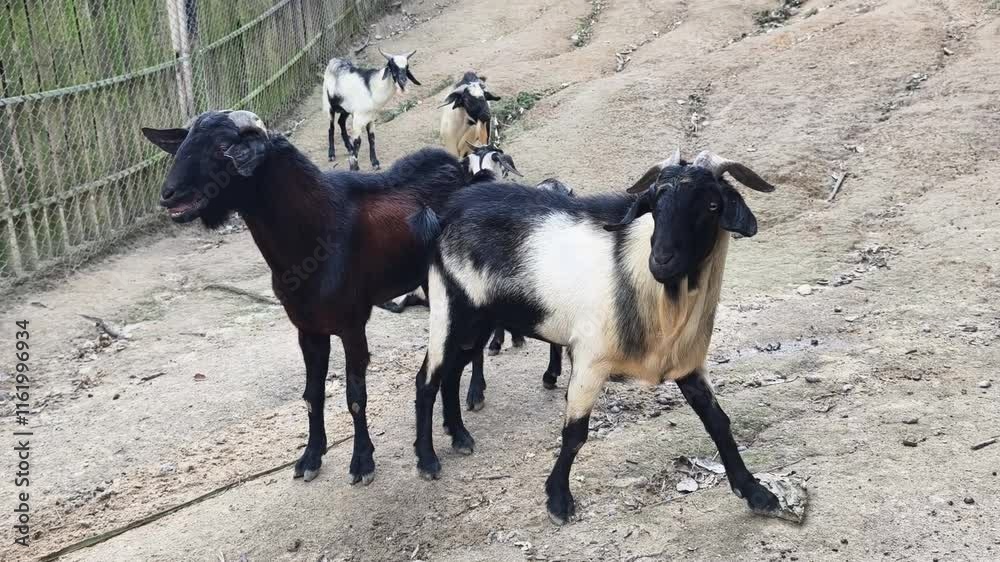 Black and white sheep and goats grazing in a rustic farm Black and white sheep and goats grazing in a rustic farm