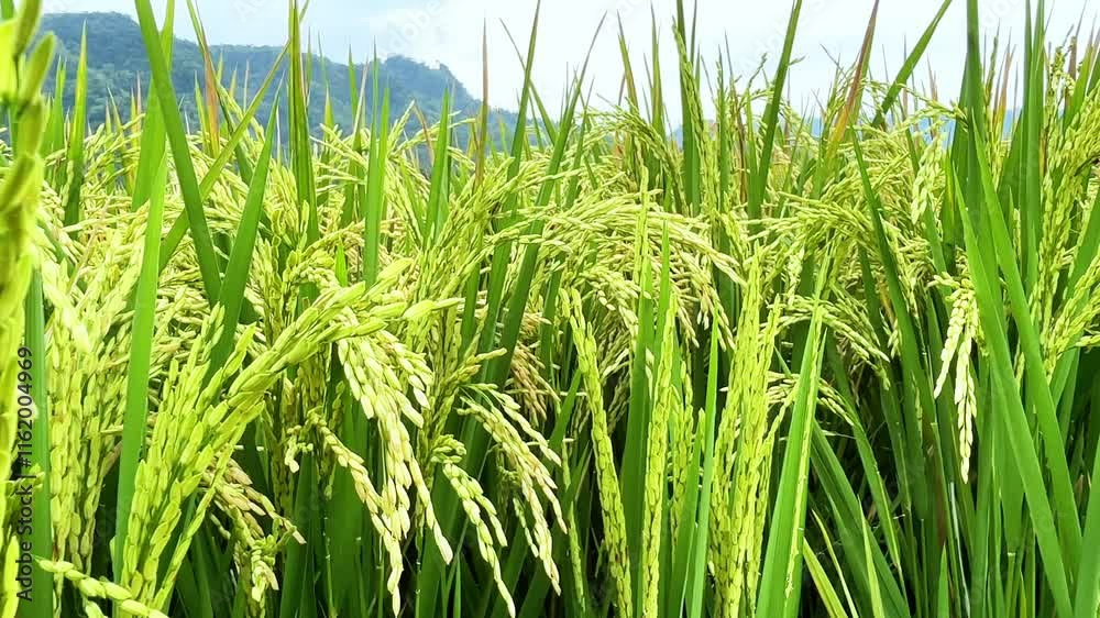 4K video of green rice fields with smooth camera movements, showing ripening rice plants. Perfect for agricultural, rural, and nature projects 4K video of green rice fields with smooth camera movements, showing ripening rice plants. Perfect for agricultural, rural, and nature projects