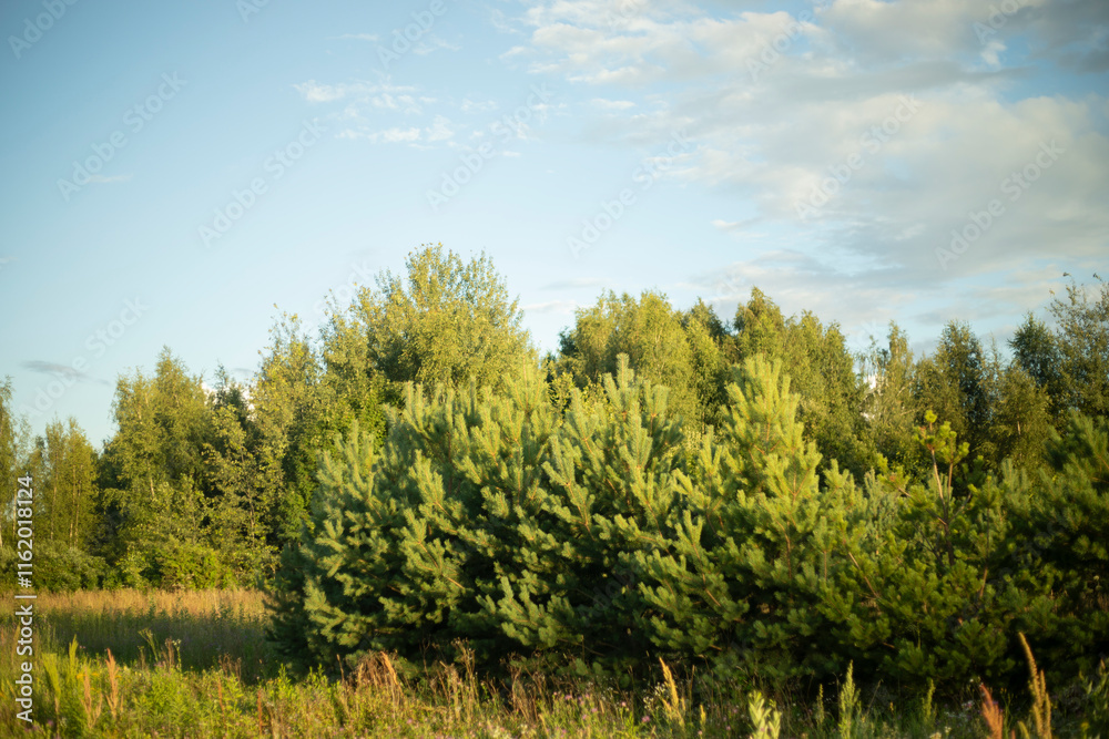 A pine tree in a field. Spruce branches. Coniferous tree. A pine tree in a field. Spruce branches. Coniferous tree.