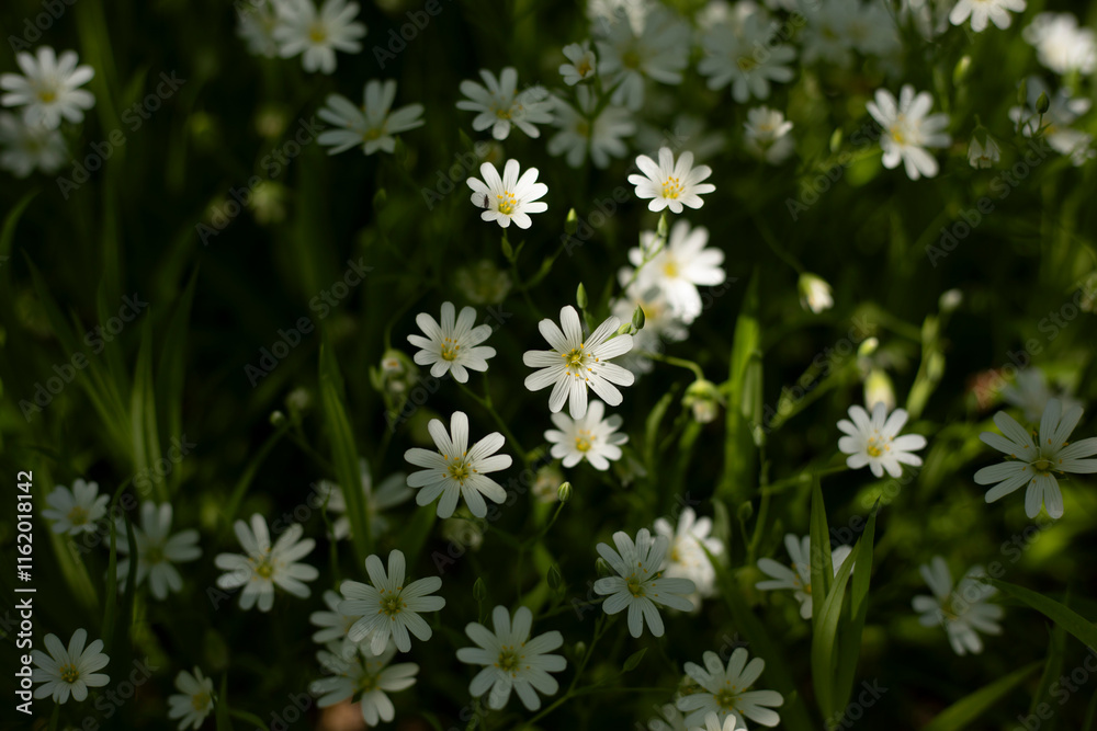 White flowers. Green grass. Field flowers. White flowers. Green grass. Field flowers.