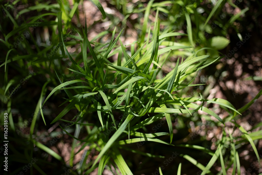 Plants in the forest. Wildlife in the summer. Plants in the forest. Wildlife in the summer.