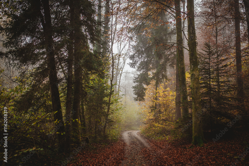 Fototapeta premium A path through a foggy forest in autumn