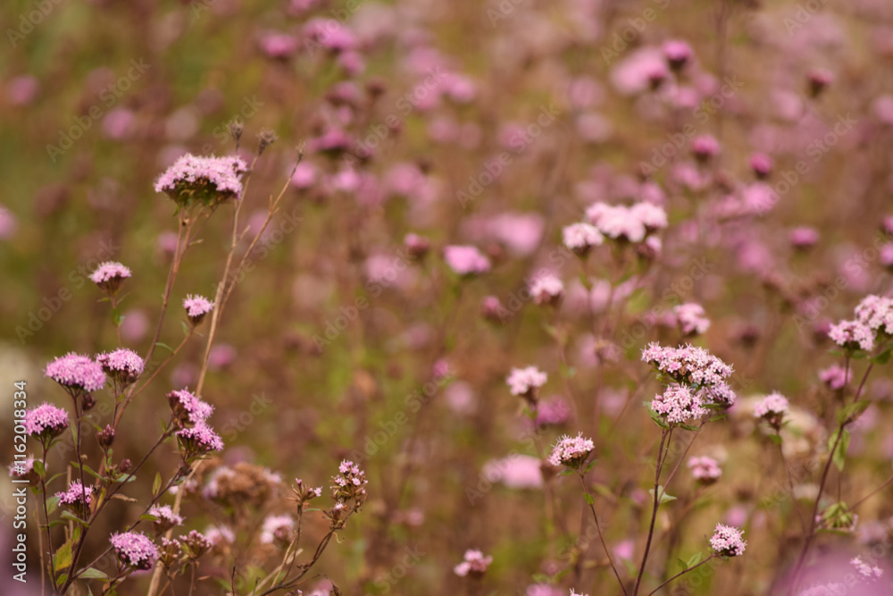 Little pink flowers blooming in a field during fall in Oaxaca Little pink flowers blooming in a field during fall in Oaxaca