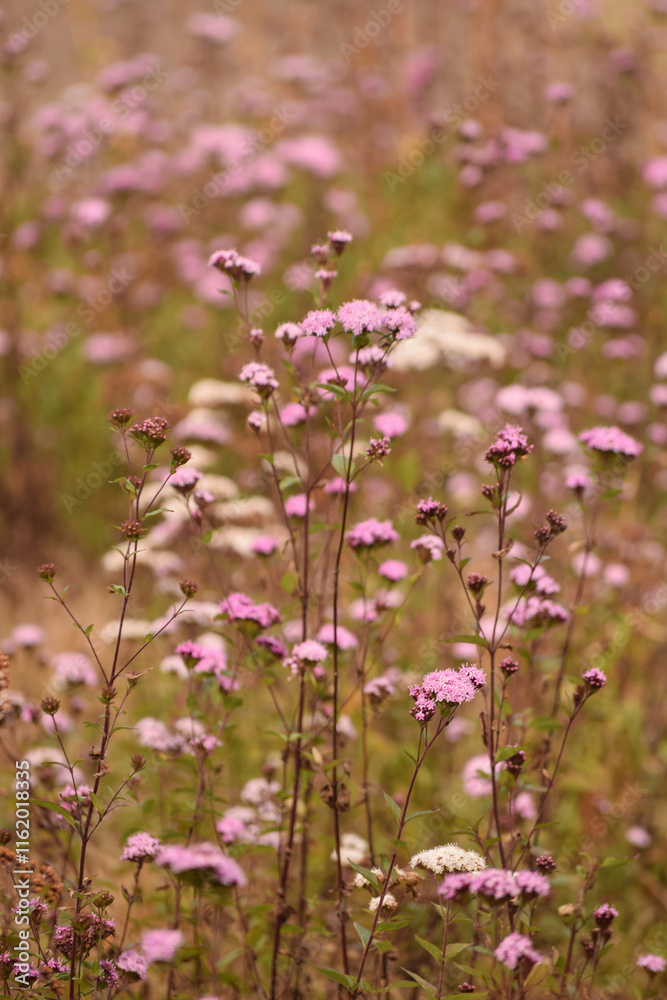 Little pink flowers blooming in a field during fall in Oaxaca Little pink flowers blooming in a field during fall in Oaxaca