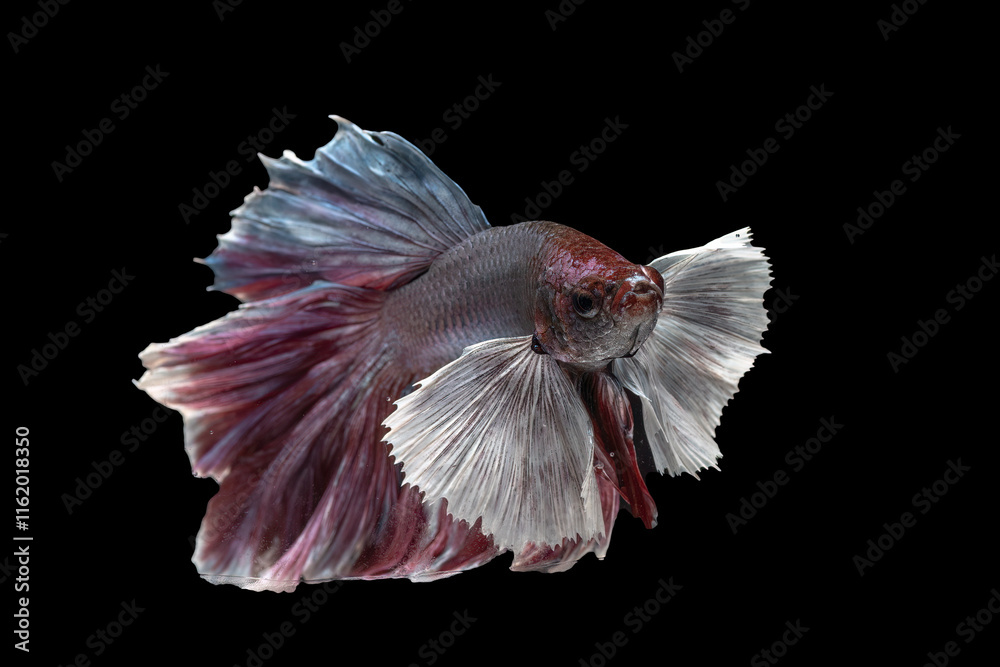 Fototapeta premium Colorful betta fish in black background