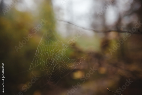 A spiderweb in the fall forest photo