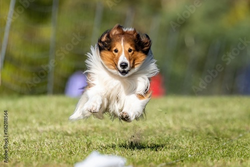 Foto Shetland Sheepdog Sheltie Running Lure Course Sprint Dog Sport