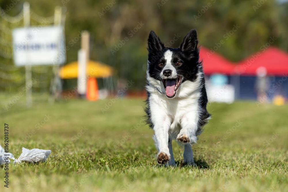 Black and White Border Collie Dog Running Lure Course Sprint Dog Sport Black and White Border Collie Dog Running Lure Course Sprint Dog Sport