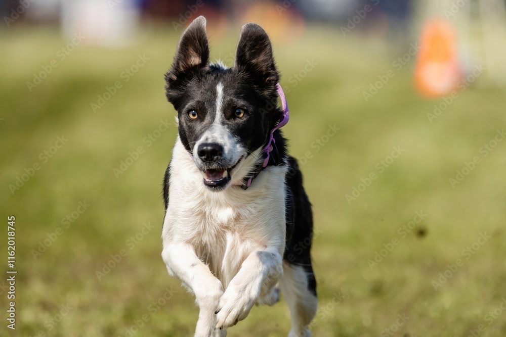 Border Collie Dog Running Lure Course Sprint Dog Sport Border Collie Dog Running Lure Course Sprint Dog Sport