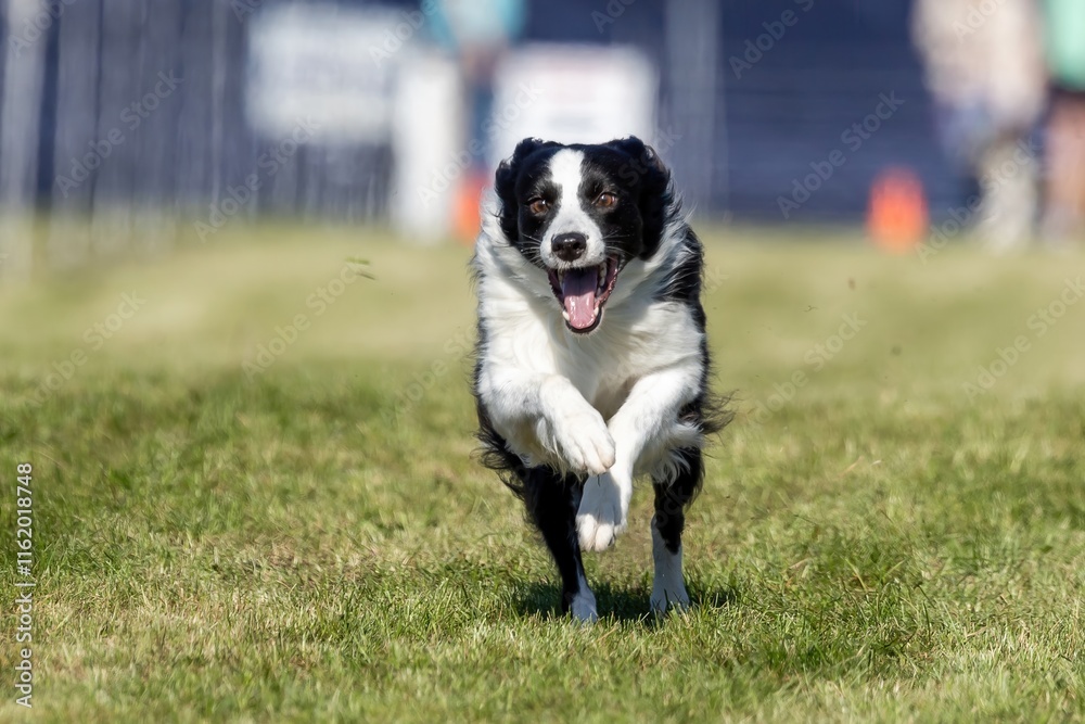 Black and White Border Collie Dog Running Lure Course Sprint Dog Sport