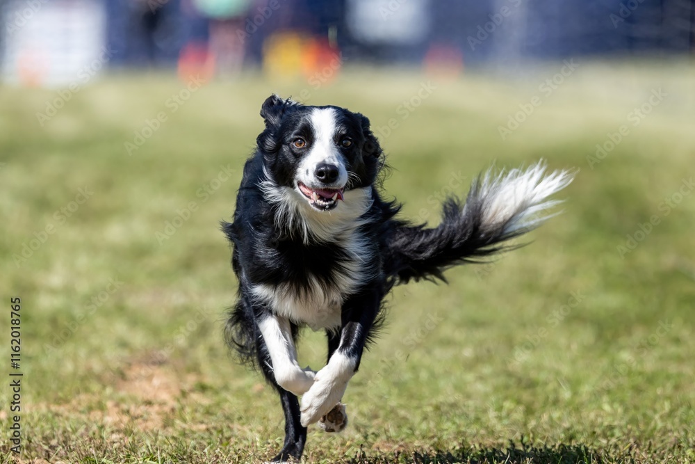 Black and White Border Collie Running Lure Course Sprint Dog Sport Black and White Border Collie Running Lure Course Sprint Dog Sport