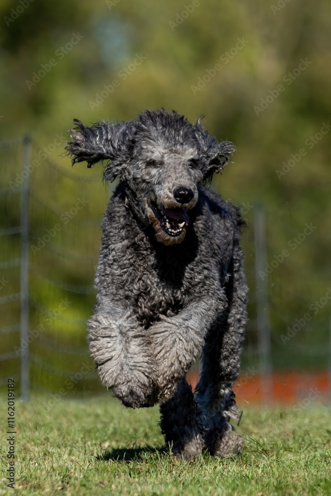 Standard Poodle Running Lure Course Sprint Dog Sport Standard Poodle Running Lure Course Sprint Dog Sport