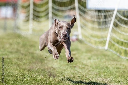 Foto Weimaraner Running Lure Course Sprint Dog Sport