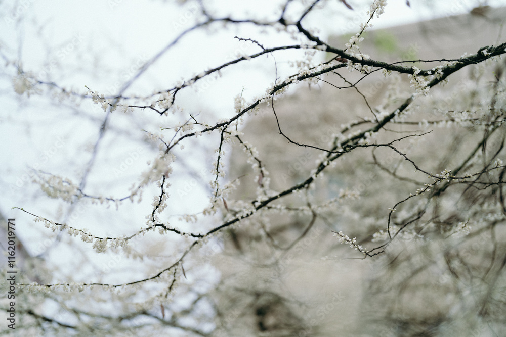 tree with white buds blossoming in spring