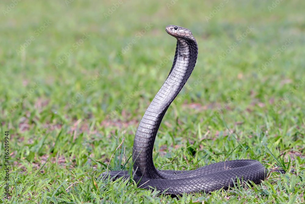Fototapeta premium Javanese spitting cobra on a grassland