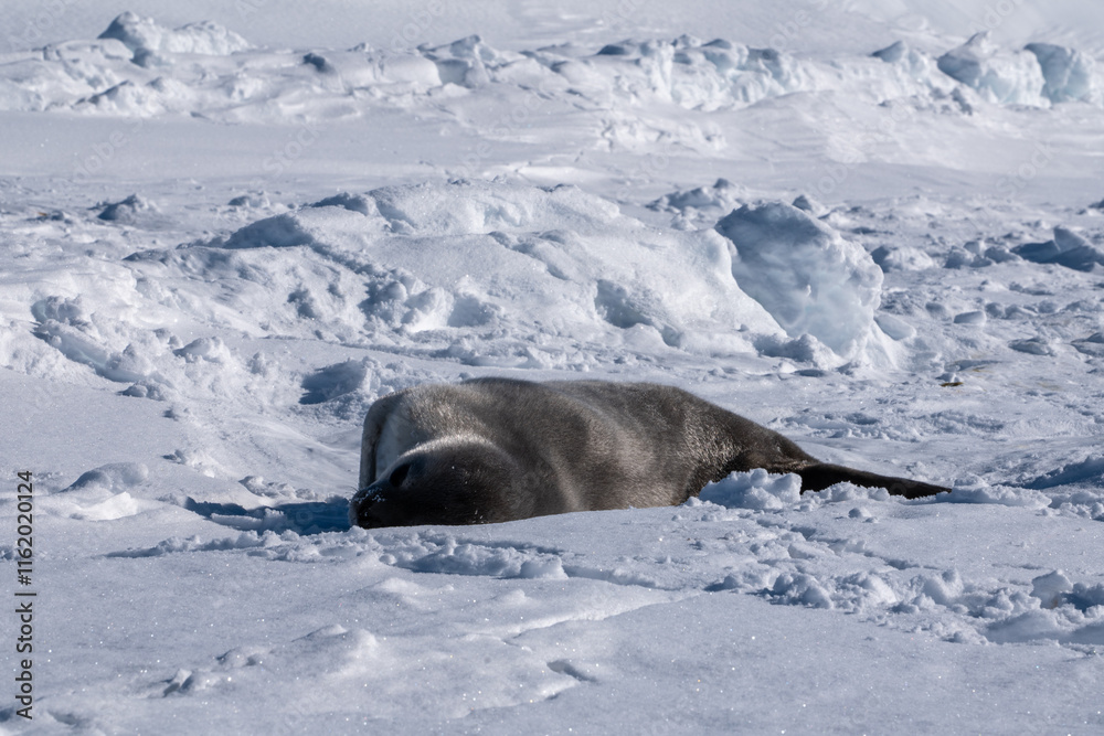 Obraz premium Weddell Seal pup, newborn Weddell Seal, Antarctica (Leptonychote