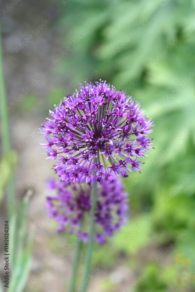 Flowering Onion Purple Sensation flowers Flowering Onion Purple Sensation flowers