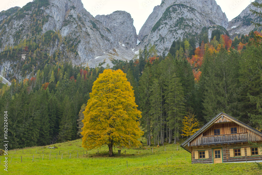 A vibrant golden tree stands majestically against a backdrop of rocky mountains and evergreens. A quaint wooden hut located nearby adds a bit of rustic charm to the breathtaking alpine landscape. A vibrant golden tree stands majestically against a backdrop of rocky mountains and evergreens. A quaint wooden hut located nearby adds a bit of rustic charm to the breathtaking alpine landscape.