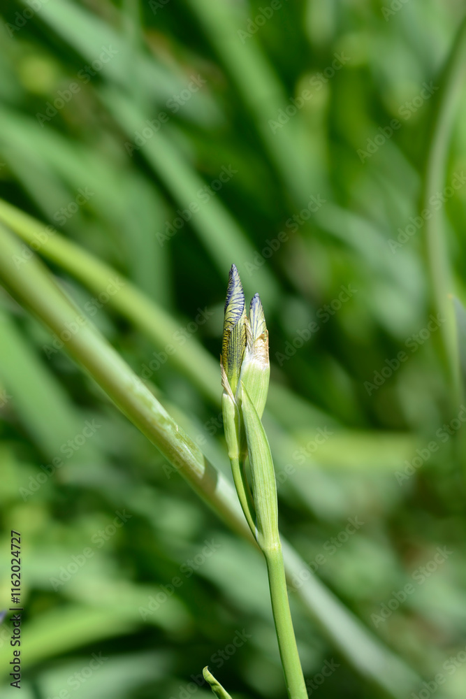 Siberian iris flower bud