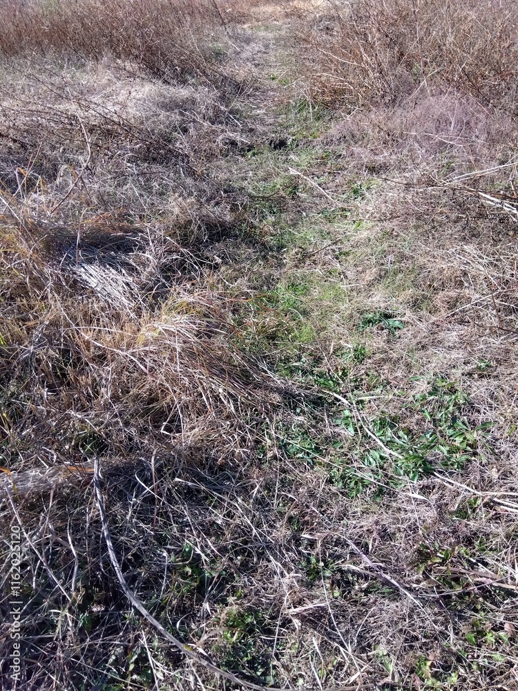 自然にできた小道のある枯野風景 自然にできた小道のある枯野風景