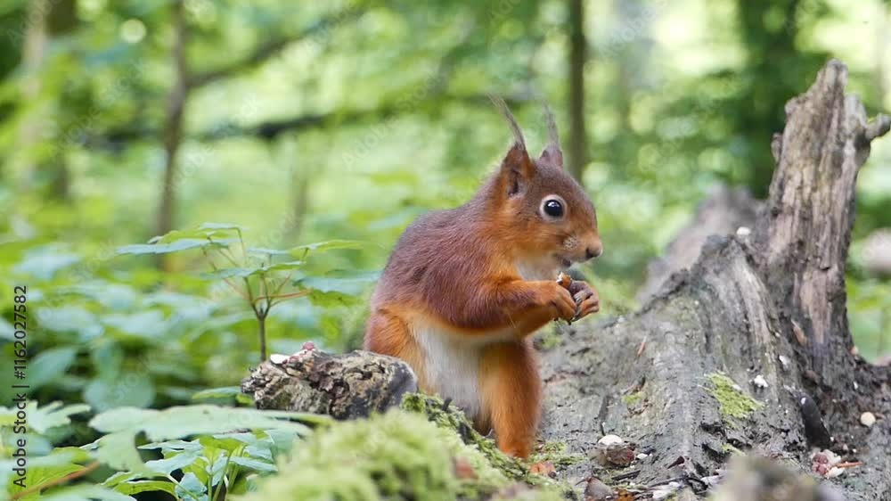 Eurasian red squirrel (Sciurus vulgaris) sitting on a tree branch eating a nut, during daytime Eurasian red squirrel (Sciurus vulgaris) sitting on a tree branch eating a nut, during daytime