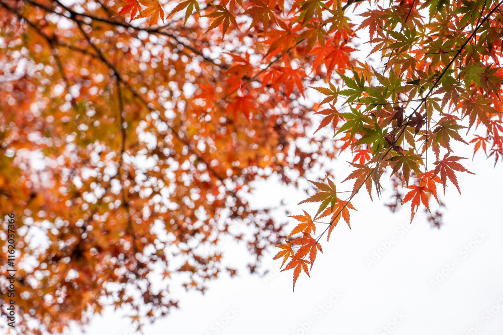 Close up of autumn colored maple leaves hanging on the trees against blurred trees and sky backgrouond Close up of autumn colored maple leaves hanging on the trees against blurred trees and sky backgrouond