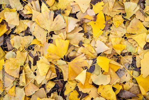 Close up of yellow gingko leaves fallen on the ground photo