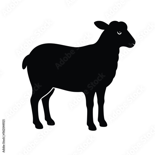 black and white sheep