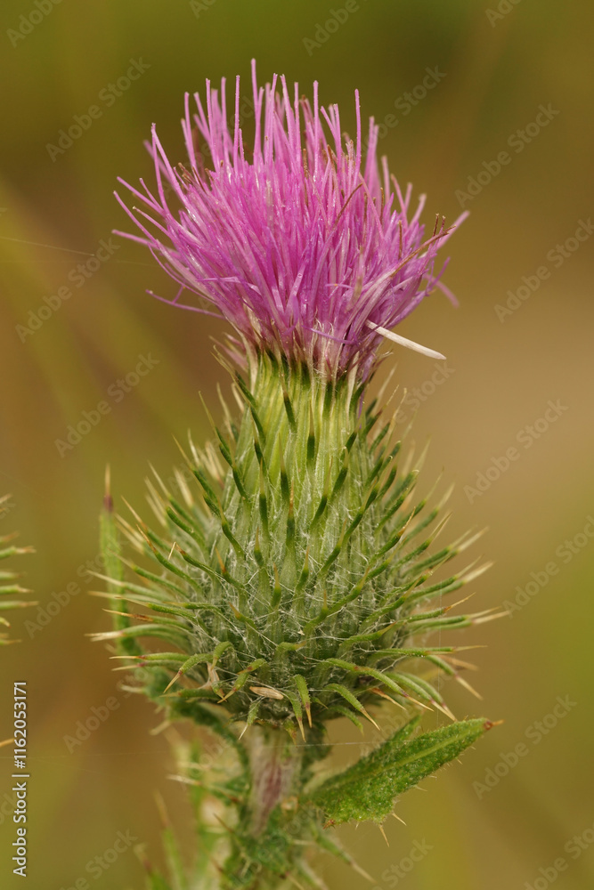 Closeup on the purple to pink thorny flower of a A Spear Thistle, Cirsium vulgare in a meadow Closeup on the purple to pink thorny flower of a A Spear Thistle, Cirsium vulgare in a meadow