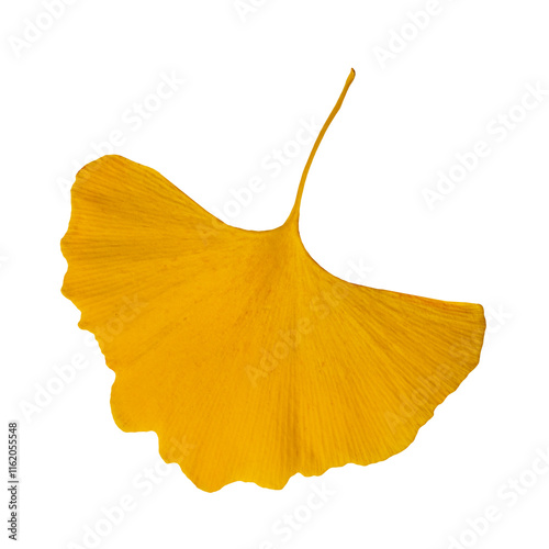 Close-up one large yellow leaf of Ginko biloba on a white  background.