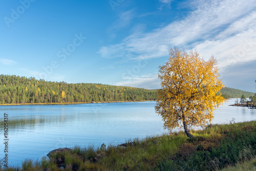 A lonely birch tree by the Lake Ukonjärvi on a sunny autumn day. Inari, Finnish Lapland