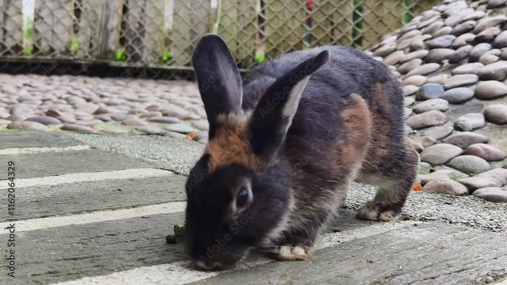 Charming rabbits feeding together at the farm outdoor