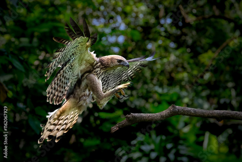 Changeable Hawk-Eagle or Nisaetus cirrhatus photo