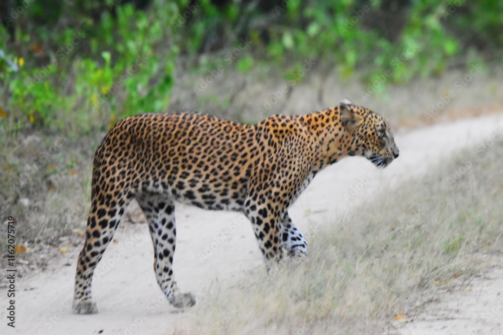 Amazing Wild Life of Sri Lanka Amazing Wild Life of Sri Lanka