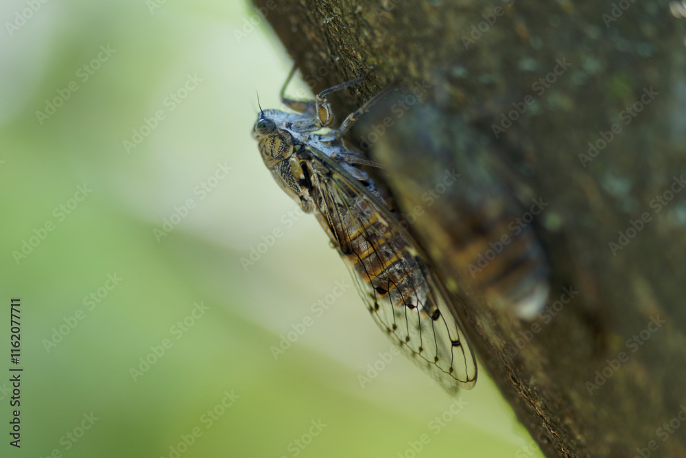 Two cicadas in the shadows on a trunk (cigales), close up shot Two cicadas in the shadows on a trunk (cigales), close up shot