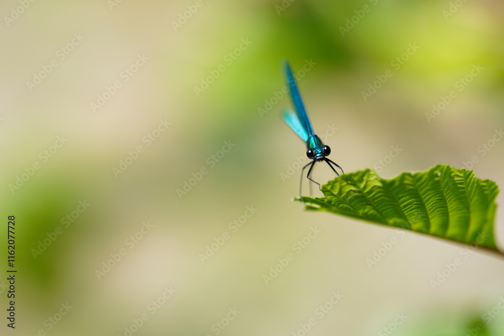 Calopteryx splendens, Blue dragonfly on a leaf by the river, front view Calopteryx splendens, Blue dragonfly on a leaf by the river, front view