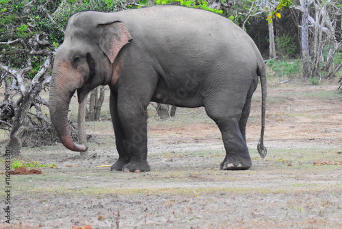 Amazing Wild Life of Sri Lanka photo