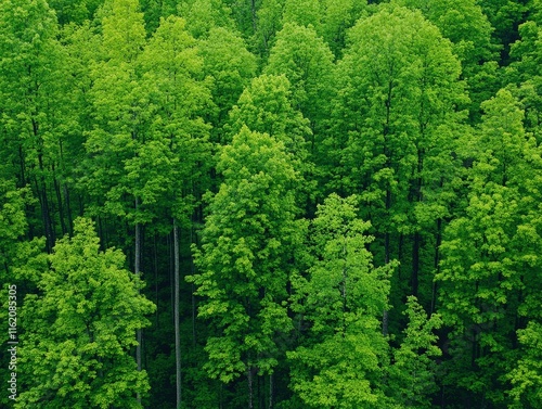 A lush green canopy of trees fills the image, showcasing the beauty of a thriving forest. The dense foliage creates a vibrant and serene natural environment.