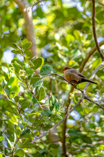 Common Waxbill (Estrilda astrild) Wellenastrild finch sitting on a Branch on a sunny day photo