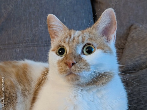 Portrait d'un chat roux et blanc