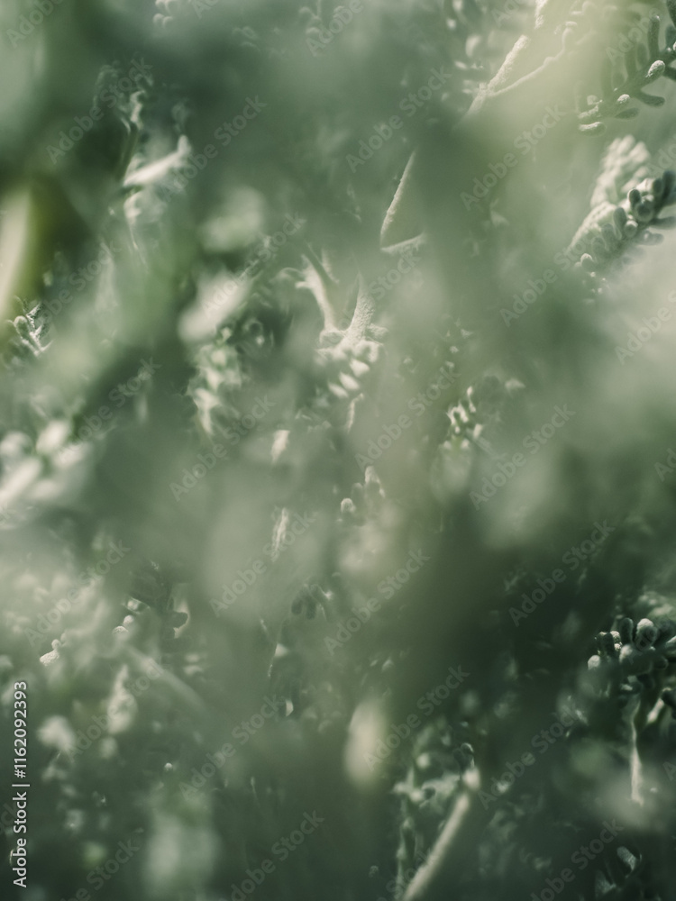 Obraz premium Plant foliage