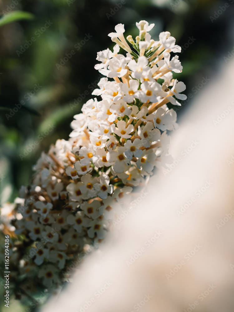 Fototapeta premium Spring flower