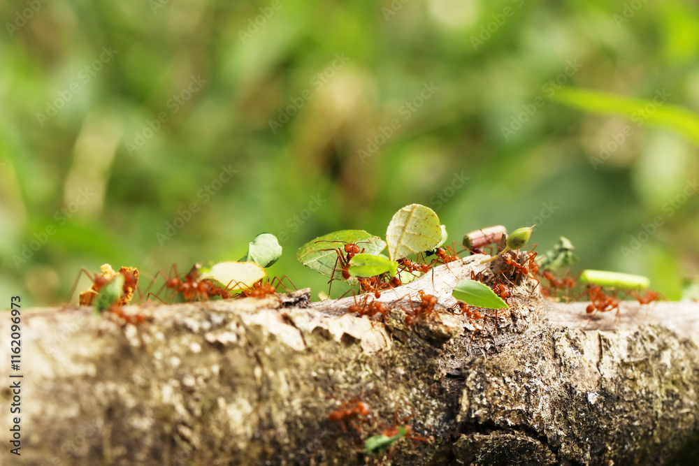 Leaf-Cutter Ant, atta sp., Adult carrying Leaf Segment to Anthill, Costa Rica