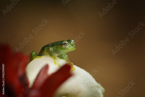 Teratohyla spinosa, Spiny Glass Frog, small amphibian with red flower, in nature habitat from Costa Rica. Beautiful animal in jungle from South America.